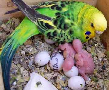 Как се размножава вълнист папагал
