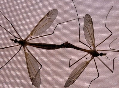 Как се размножават комарите