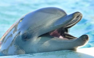 Как спят делфините ?