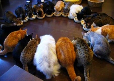 Как влияе цветът на котката върху нейния характер?