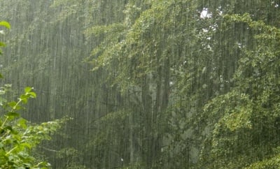 Как влияе дъжда на билките