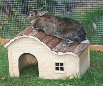 Как влияе умората на зайците