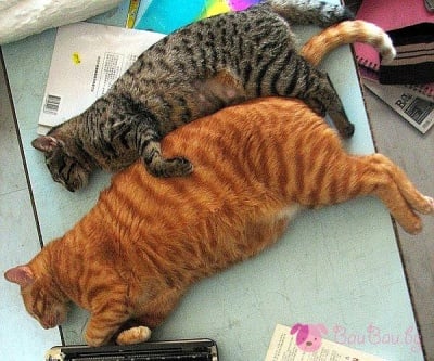 Както работили, така заспали ...