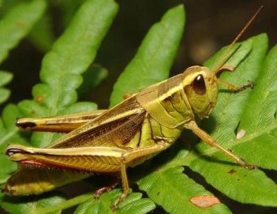 Каква е кръвта на скакалеца?