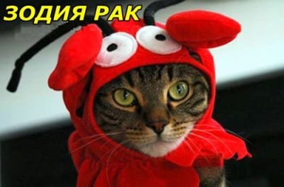 Каква котка сме според зодията?