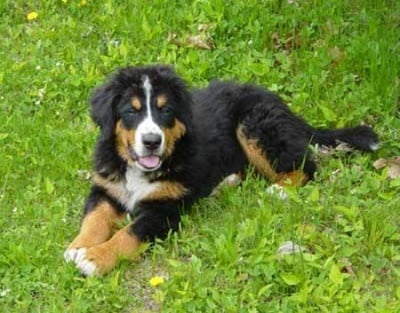 Какво да очаквате от кученцата на възраст от 4 до 6 месеца?