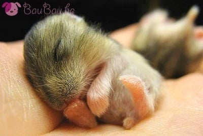 Какво ли сънува това мишленце?