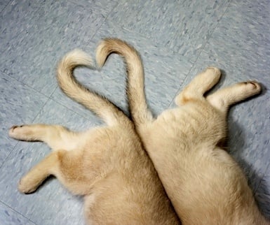 Какво показва опашката на кучето?