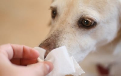 Какво показват носните изтечения при кучето