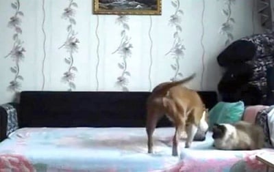 Какво прави кучето ни, когато никой не го вижда? (скрита камера)