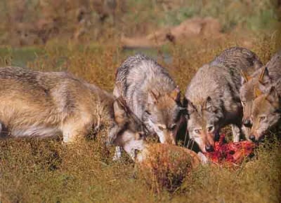 Какво ядат вълците