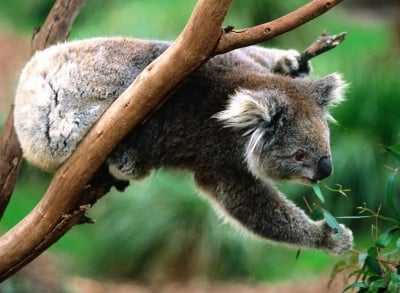 Какво яде коалата
