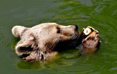 Какво яде мечката