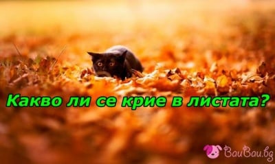 Есенна игра