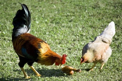 Канибализъм при птиците