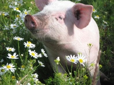 Канибализъм при свинете