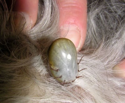 Ухапване от кърлежи при кучето