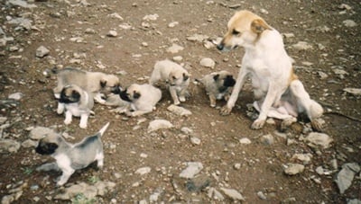 Започва акция по кастриране на безстопанствени кучета