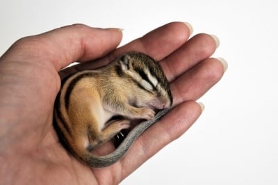 Катеричка в шепа