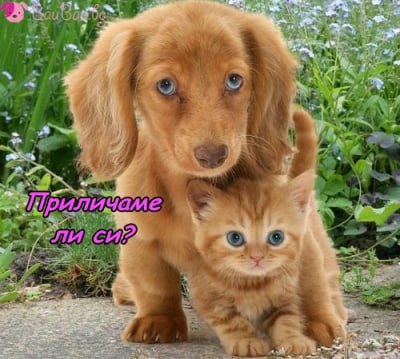 Като братче и сестриче