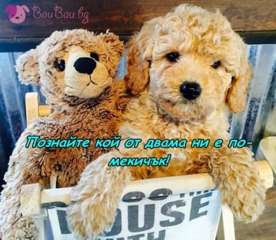 Като братчета