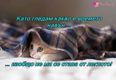 Мързеливо утро