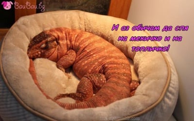 Като всяка невинна душа