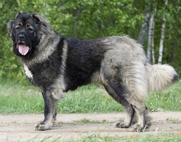 Кавказка овчарка