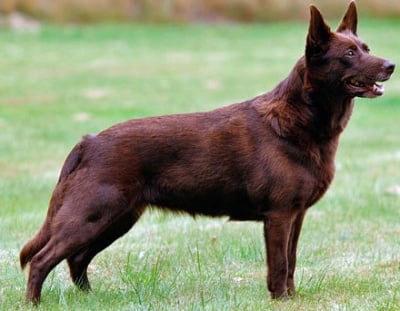 Австралийско келпи