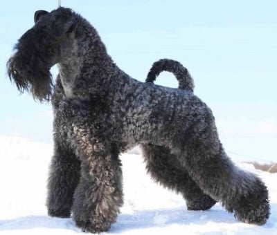 Кери Блу териер