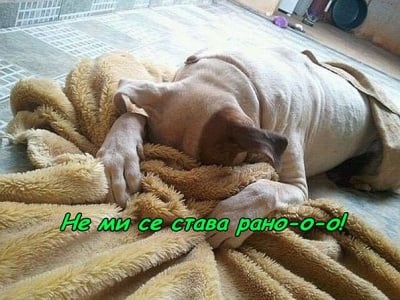 Кисела сутрин