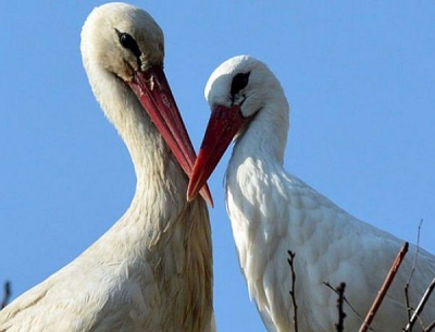 Клептън и Малена