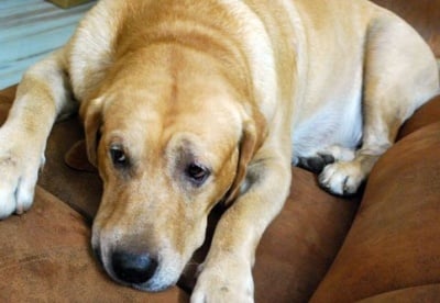 Клинични признаци на Перитонит при кучето