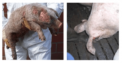 Клинични признаци при Канибализъм при свинете