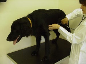 Клиника при Ендокардит при кучето