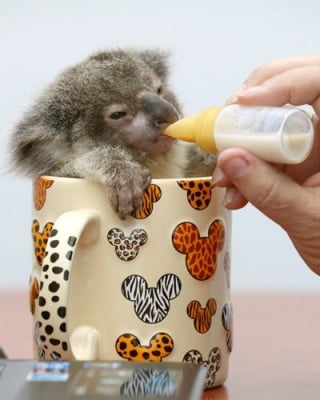 "М-м-м, че вкусно мляко"