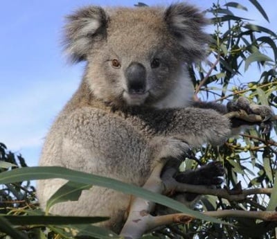 Коала