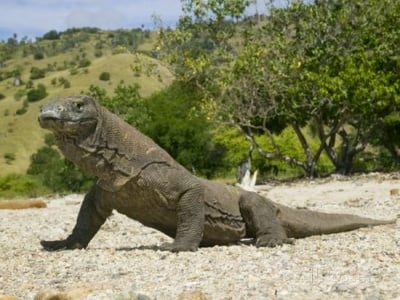 Кое е най - голямото влечуго на планетата?