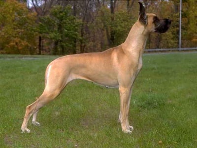 Кое е най - голямото куче в света