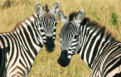 Кое е общото между окраската на зебрата и човешката длан?