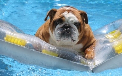 Кое куче не може да плува