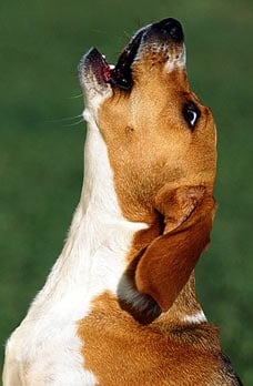 Кога кученцата започват да лаят?