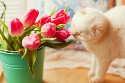 Кои цветя са безопасни и кои токсични за домашните любимци?