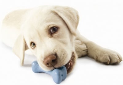 Избор на играчка за кучето