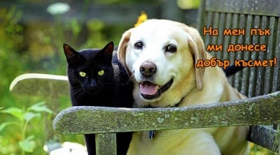 Кой каза, че черните котки носят нещастие?