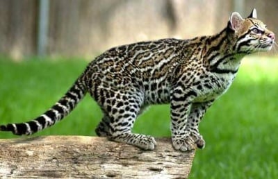 Кой колко е голям?