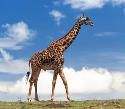 Кой колко е висок?