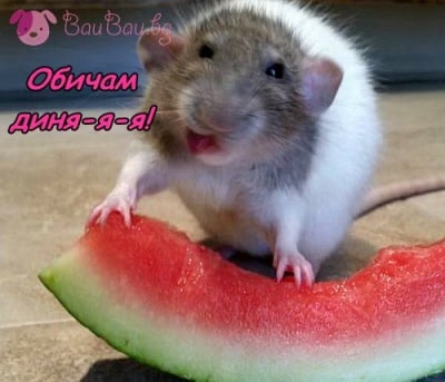 Кой иска диня?