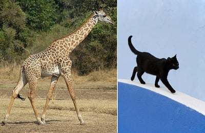 Кои са животните с уникална походка?