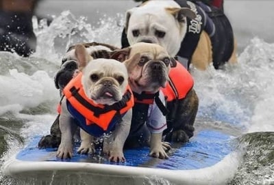 Най - изумителните кучета